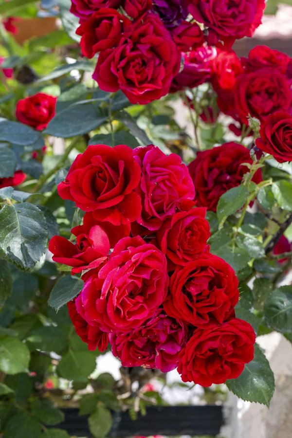 Quali sono le tipologie di piante rampicanti più adatte a creare una copertura naturale per una pergola?