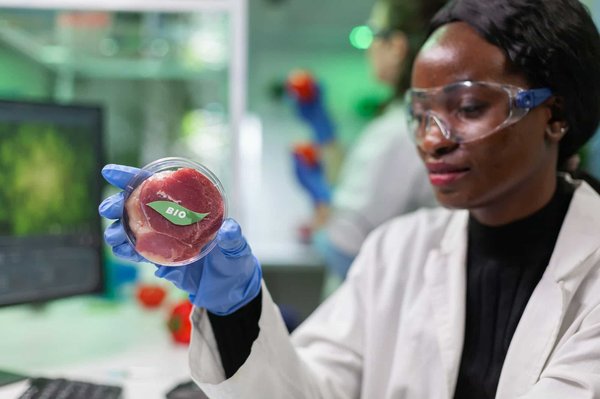 Qual è il metodo per preparare un polpettone vegetariano con lenticchie e quinoa?